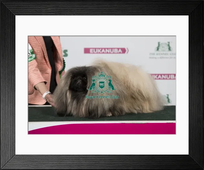 Framed Print : 2018 Best of Breed Pekingese Framed Print : 2018 Best of Breed Pekingese