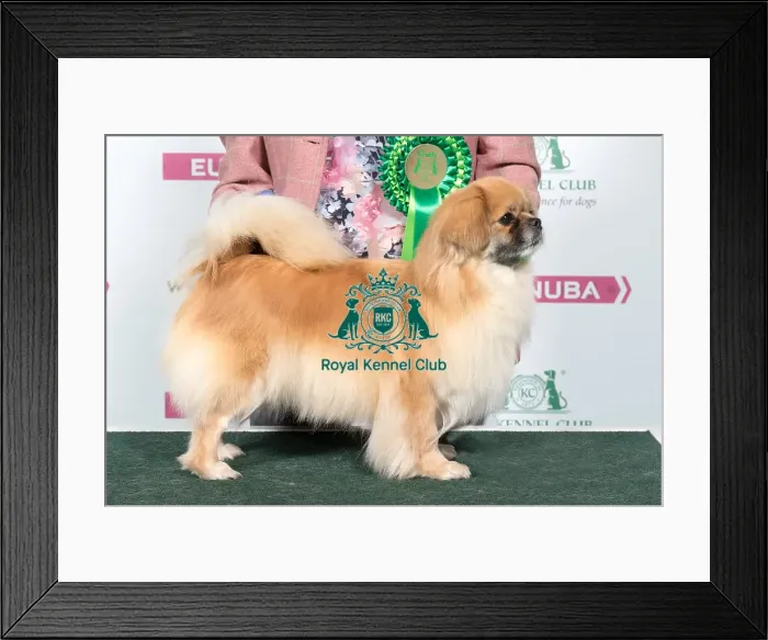 Framed Print : 2018 Best of Breed Tibetan Spaniel Framed Print : 2018 Best of Breed Tibetan Spaniel