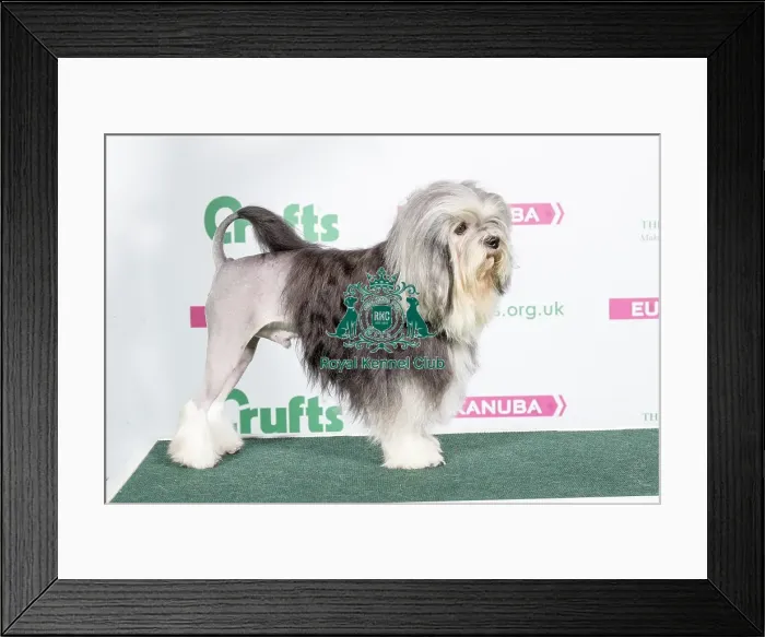 Framed Print : 2018 Best of Breed Lowchen