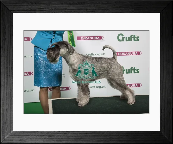 Framed Print : 2018 Best in Breed Schnauzer Framed Print : 2018 Best in Breed Schnauzer