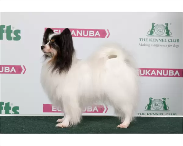 2018 Best of Breed Papillon