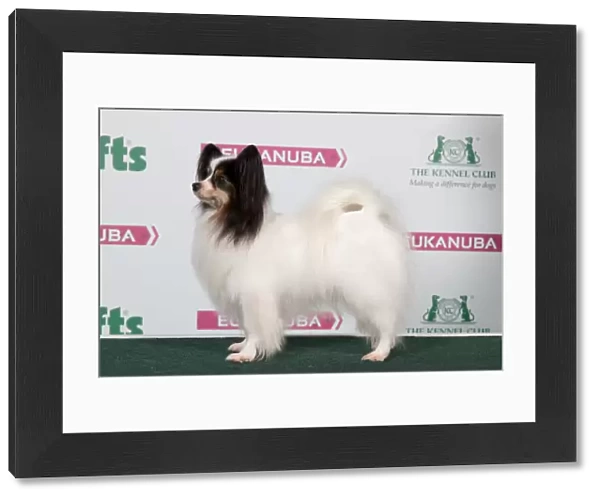 2018 Best of Breed Papillon