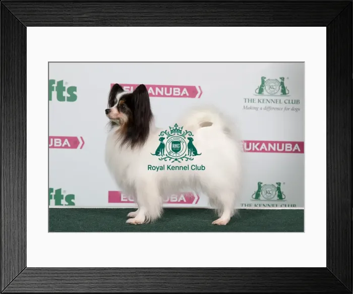 Framed Print : 2018 Best of Breed Papillon Framed Print : 2018 Best of Breed Papillon