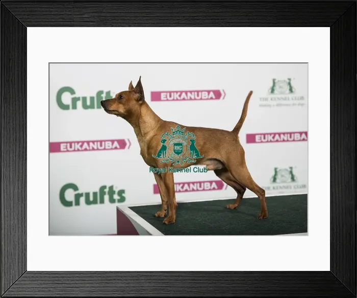 Framed Print : 2018 Best of Breed Miniature Pinscher Framed Print : 2018 Best of Breed Miniature Pinscher
