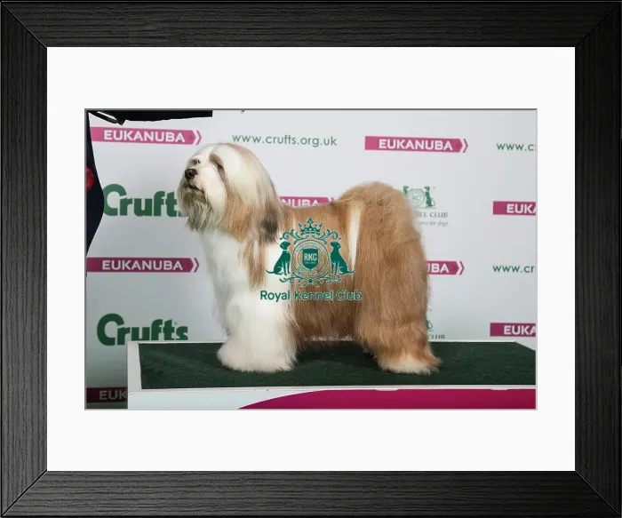 Framed Print : 2018 Best of Breed Tibetan Terrier Framed Print : 2018 Best of Breed Tibetan Terrier