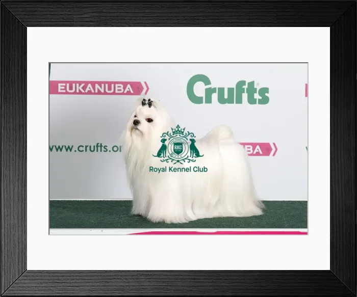 Framed Print : 2018 Best of Breed Maltese Framed Print : 2018 Best of Breed Maltese