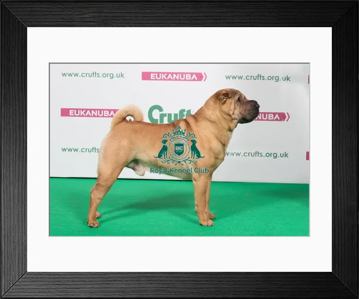 Framed Print : 2018 Best of Breed Shar Pei Framed Print : 2018 Best of Breed Shar Pei