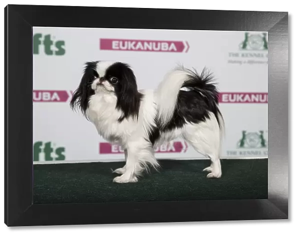 2018 Best of Breed Japanese Chin
