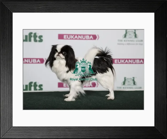 Framed Print : 2018 Best of Breed Japanese Chin Framed Print : 2018 Best of Breed Japanese Chin