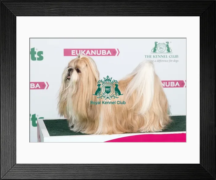 Framed Print : 2018 Best of Breed Shih Tzu Framed Print : 2018 Best of Breed Shih Tzu