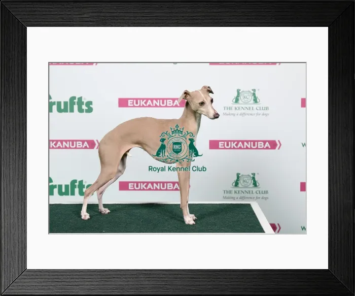 Framed Print : 2018 Best of Breed Itallian Greyhound Framed Print : 2018 Best of Breed Itallian Greyhound