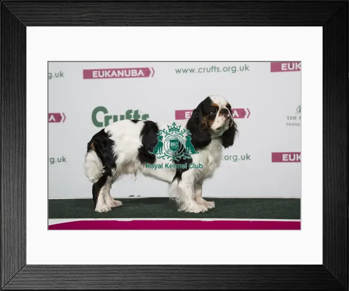 Framed Print : 2018 Best of Breed King Charles Spaniel Framed Print : 2018 Best of Breed King Charles Spaniel