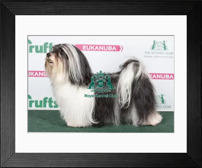 Framed Print : 2018 Best of Breed Havanese Framed Print : 2018 Best of Breed Havanese