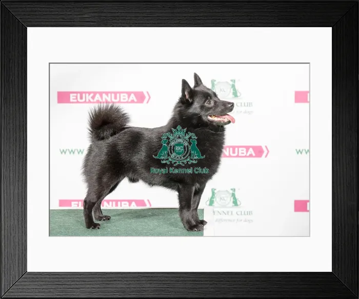 Framed Print : 2018 Best of Breed Schipperke Framed Print : 2018 Best of Breed Schipperke