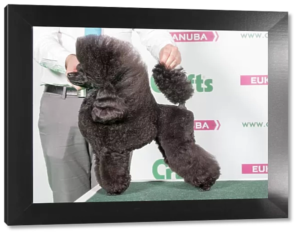 2018 Best in Breed Poodle (Toy)