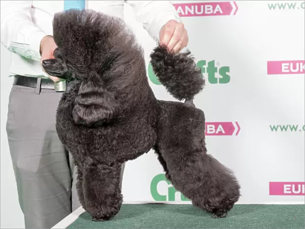 2018 Best in Breed Poodle (Toy)
