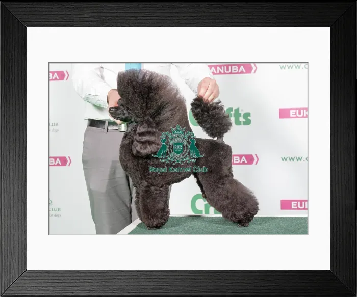 Framed Print : 2018 Best in Breed Poodle (Toy)