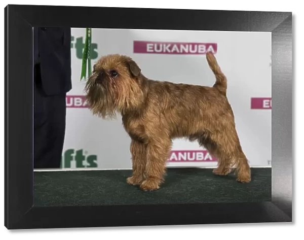 2018 Best of Breed Griffon Bruxellois