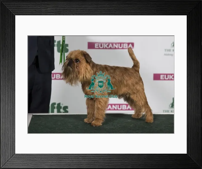 Framed Print : 2018 Best of Breed Griffon Bruxellois Framed Print : 2018 Best of Breed Griffon Bruxellois