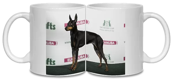 2018 Best of Breed English Toy Terrier (Black and Tan)