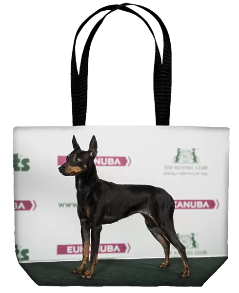 2018 Best of Breed English Toy Terrier (Black and Tan)