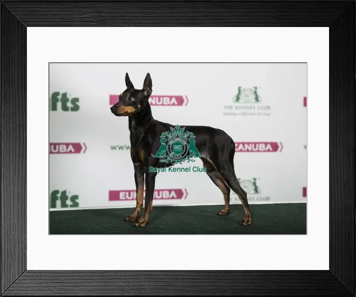 Framed Print : 2018 Best of Breed English Toy Terrier (Black and Tan) Framed Print : 2018 Best of Breed English Toy Terrier (Black and Tan)