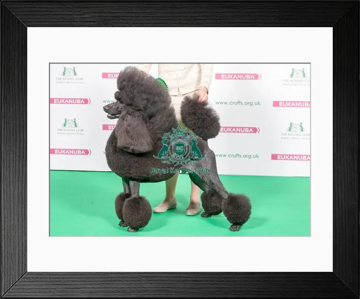 Framed Print : 2018 Best of Breed Poodle (Standard) Framed Print : 2018 Best of Breed Poodle (Standard)