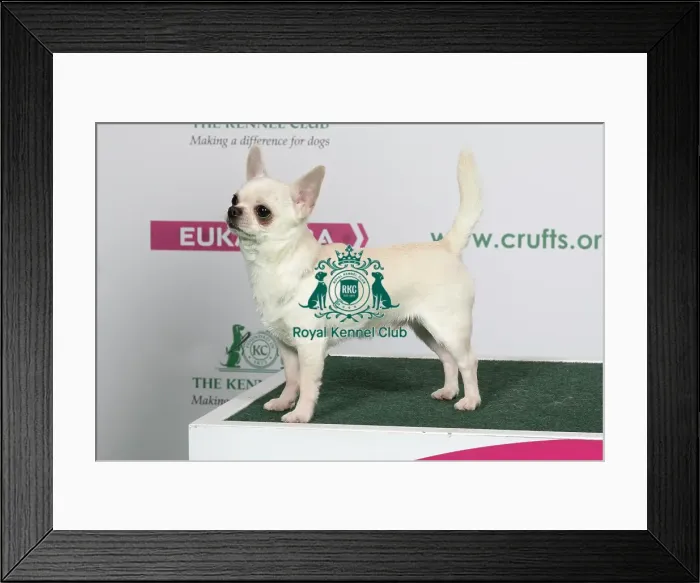 Framed Print : 2018 Best of Breed Chihuahua (Smooth Coat) Framed Print : 2018 Best of Breed Chihuahua (Smooth Coat)