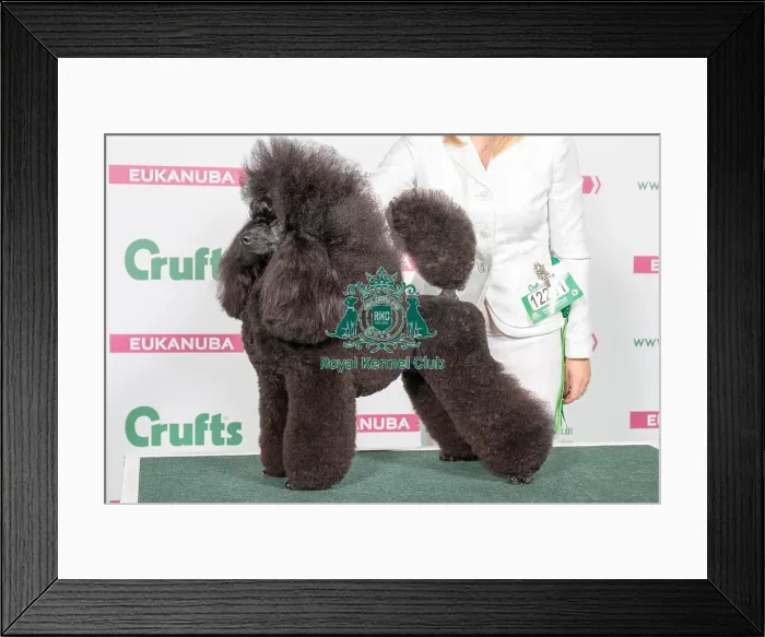 Framed Print : 2018 Best in Breed Poodle (Miniture) Framed Print : 2018 Best in Breed Poodle (Miniture)