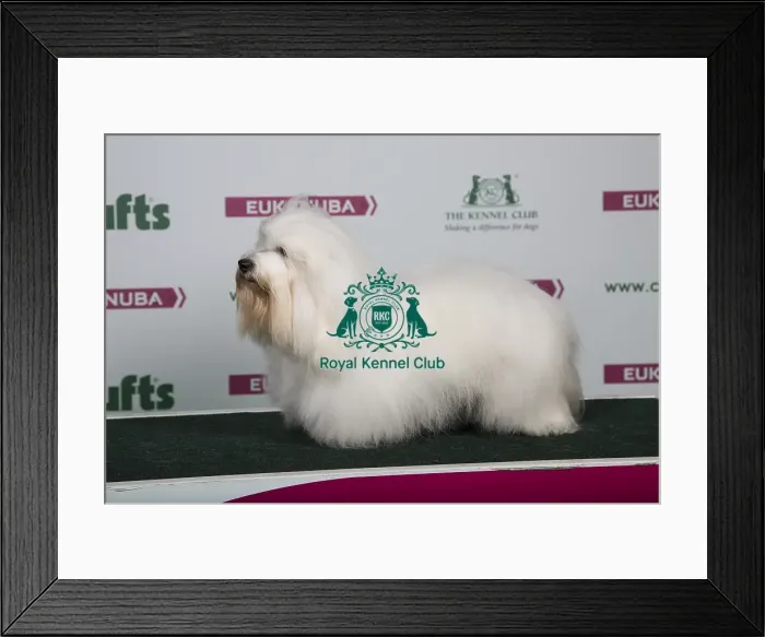 Framed Print : 2018 Best of Breed Coton De Tulear Framed Print : 2018 Best of Breed Coton De Tulear