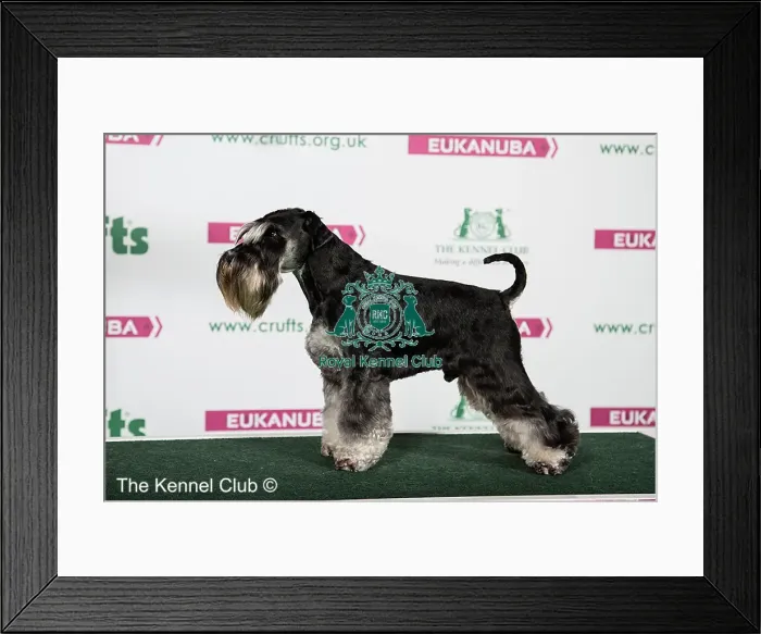 : 2018 Best of Breed Miniature Schnauzer : 2018 Best of Breed Miniature Schnauzer