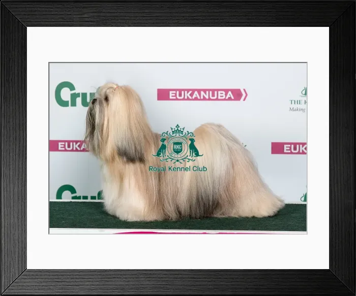 Framed Print : 2018 Best of Breed Lhasa Apso Framed Print : 2018 Best of Breed Lhasa Apso