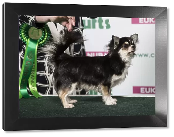 2018 Best of Breed Chihuahua (Long Coat)