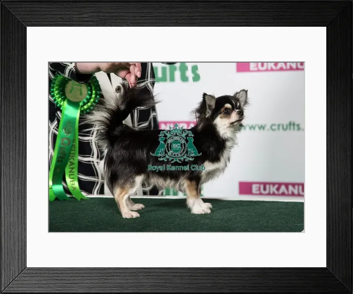 Framed Print : 2018 Best of Breed Chihuahua (Long Coat) Framed Print : 2018 Best of Breed Chihuahua (Long Coat)