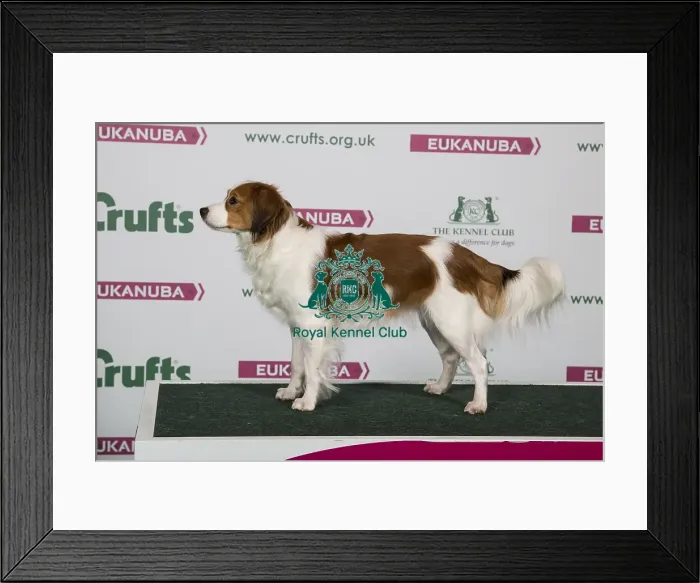 Framed Print : 2018 Best of Breed Kooikrehoundje Framed Print : 2018 Best of Breed Kooikrehoundje
