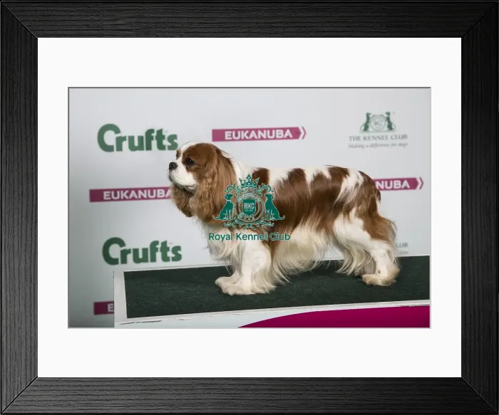 Framed Print : 2018 Best of Breed Cavalier King Charles Spaniel Framed Print : 2018 Best of Breed Cavalier King Charles Spaniel