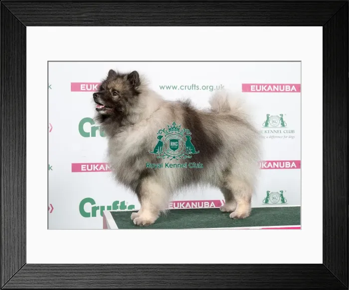 Framed Print : 2018 Best of Breed Keeshound