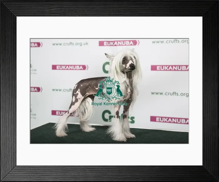 Framed Print : 2018 Best of Breed Chinese Crested Framed Print : 2018 Best of Breed Chinese Crested