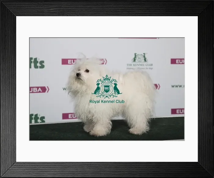 Framed Print : 2018 Best of Breed Bolognese Framed Print : 2018 Best of Breed Bolognese
