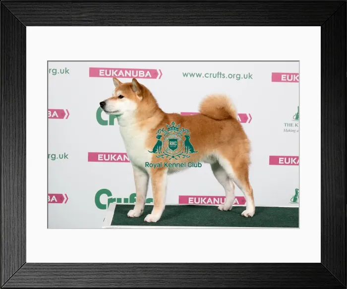 Framed Print : 2018 Best of Breed Japanese Shiba Inu Framed Print : 2018 Best of Breed Japanese Shiba Inu