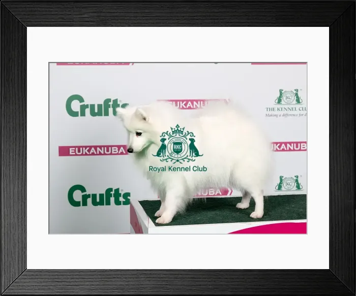 Framed Print : 2018 Best of Breed Japanese Spitz Framed Print : 2018 Best of Breed Japanese Spitz