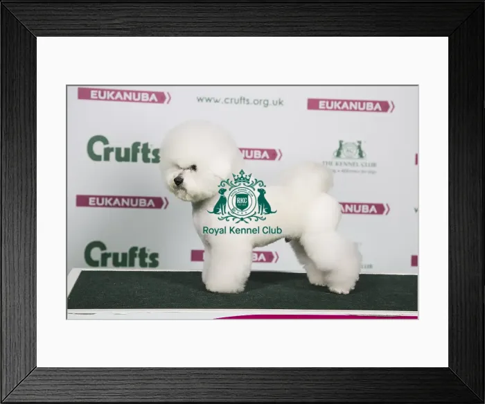 Framed Print : 2018 Best of Breed Bichon Frise Framed Print : 2018 Best of Breed Bichon Frise