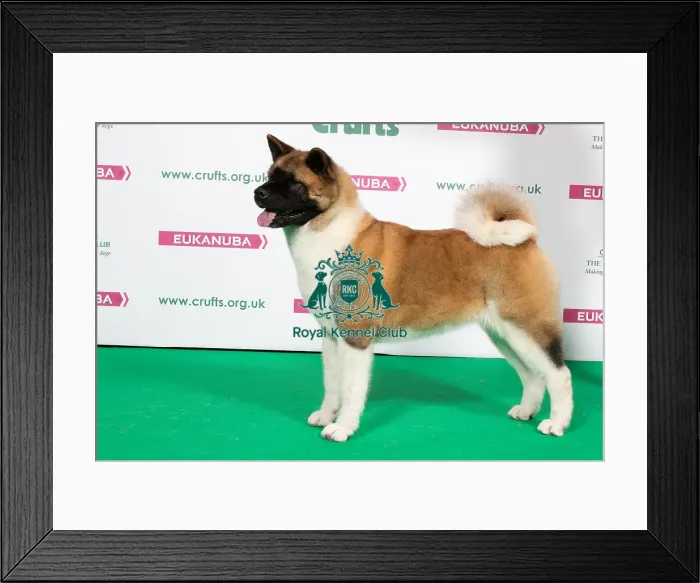 Framed Print : 2018 Best of Breed Akita Framed Print : 2018 Best of Breed Akita