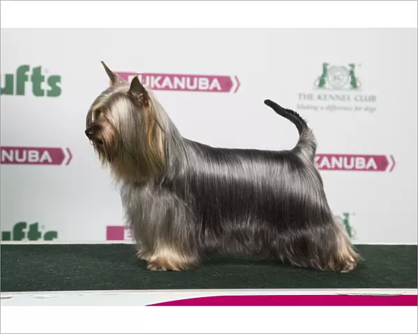 2018 Best of Breed Australian Silky Terrier