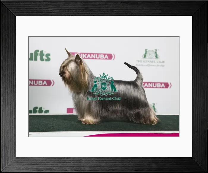 Framed Print : 2018 Best of Breed Australian Silky Terrier Framed Print : 2018 Best of Breed Australian Silky Terrier