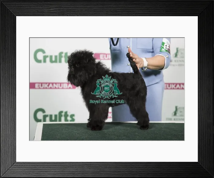 Framed Print : 2018 Best of Breed Affenpinscher Framed Print : 2018 Best of Breed Affenpinscher