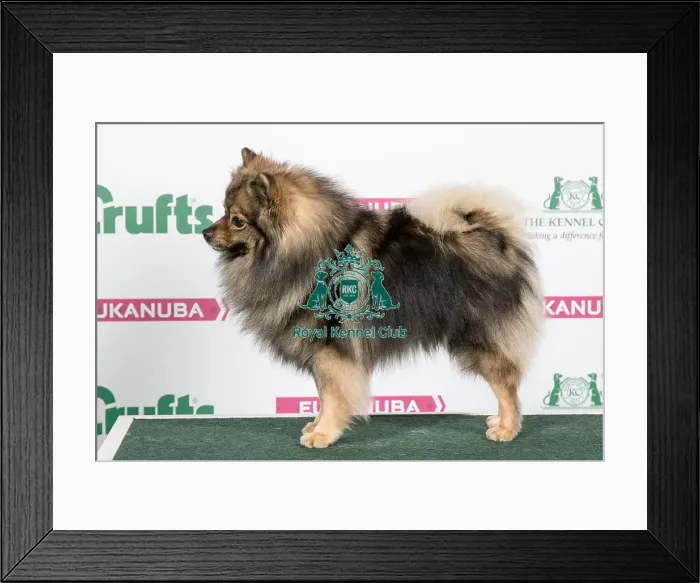 Framed Print : 2018 Best of Breed German Spitz (Mittel) Framed Print : 2018 Best of Breed German Spitz (Mittel)