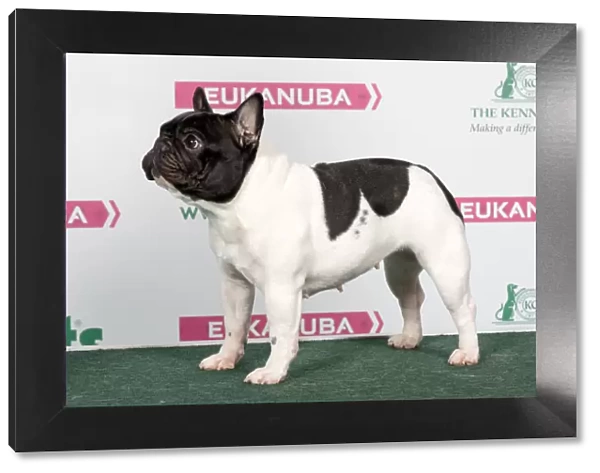 2018 Best Of Breed French Bulldog