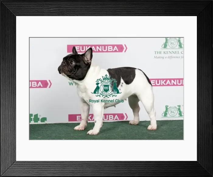 Framed Print : 2018 Best Of Breed French Bulldog Framed Print : 2018 Best Of Breed French Bulldog