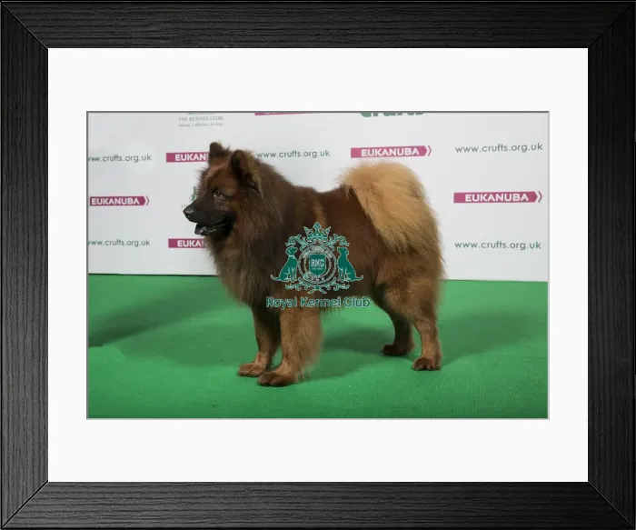 Framed Print : 2018 Best of Breed Eurasier Framed Print : 2018 Best of Breed Eurasier